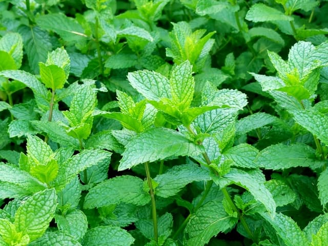 Is Mint Effective Against Motion Sickness and Drowsiness? When to Use It and What to Watch Out For