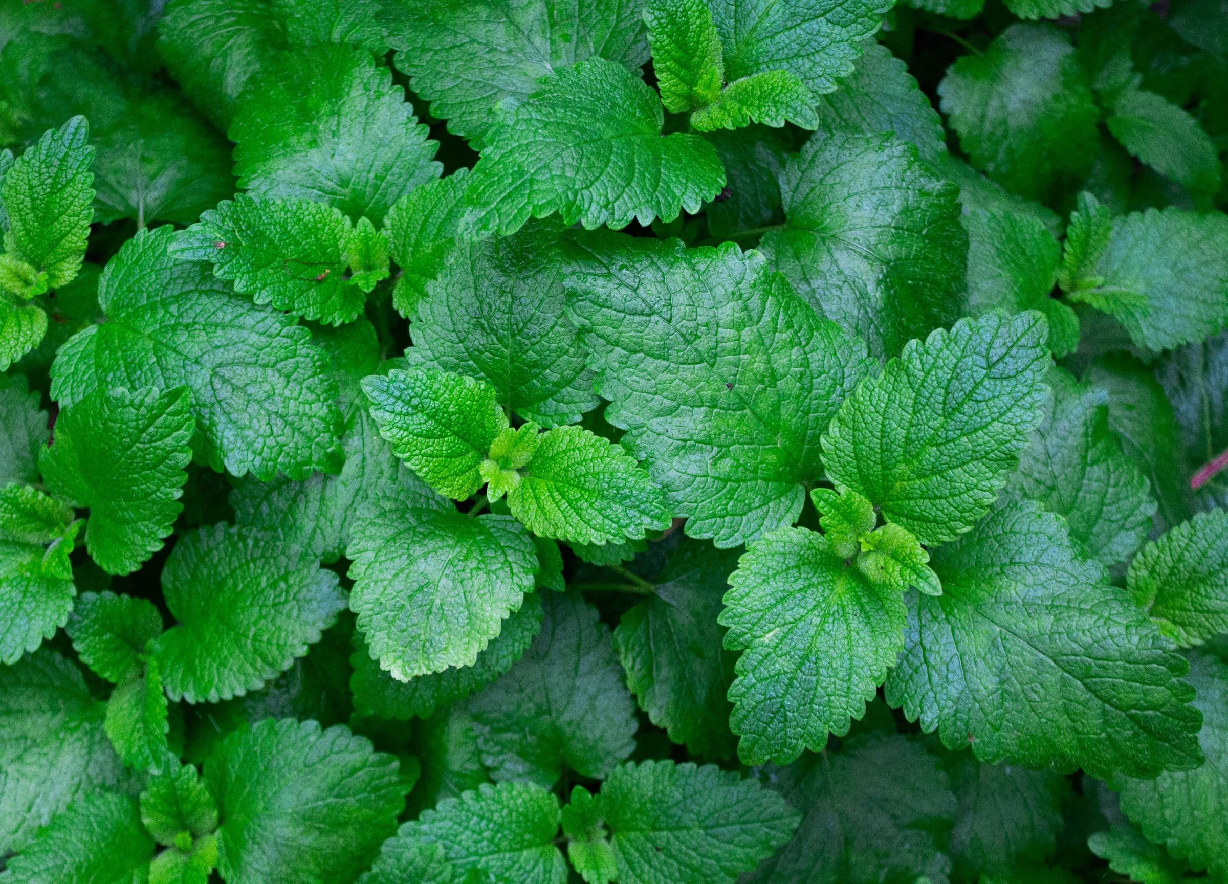 What Is Nosemint? The Viral Scent Inhaler with 900 Million Units Sold